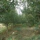 15公分梨树质量可靠图