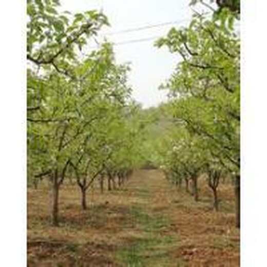 酥梨18-20公分梨树,江苏苏州供应15公分梨树
