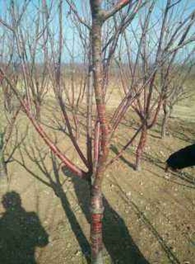 今年8公分10公分12公分15公分大樱桃树价格占地樱桃树