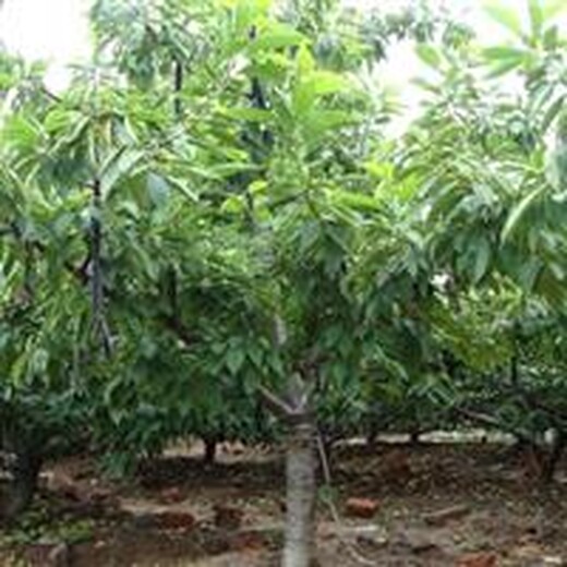 株洲12公分大樱桃树品质优良,10公分樱桃树价格
