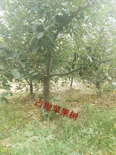 济宁8公分苹果树10公分苹果树价格,12公分苹果树
