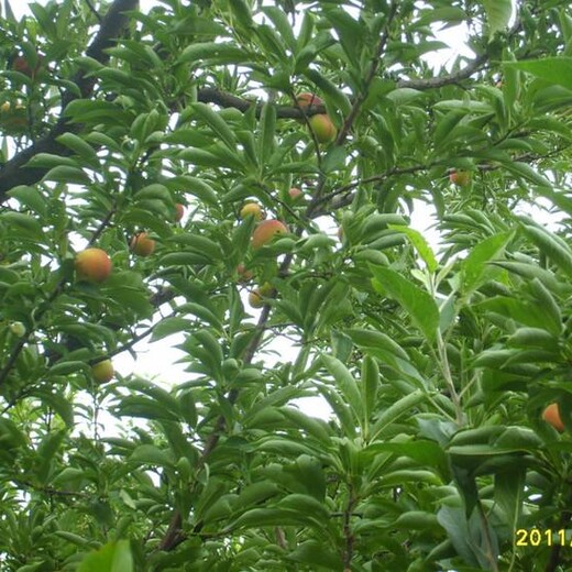 葫芦岛5公分水蜜桃树价格规格