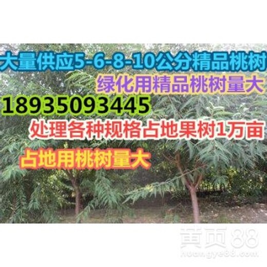 今年3公分占地4公分5公分6公分7公分桃樹占地桃樹價(jià)格