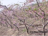 洛阳5公分水蜜桃树价格,8公分水蜜桃树+10公分水蜜桃树价格图片1