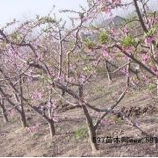 占地水密桃树多少钱一棵5公分占地桃树价格+8公分占地桃树产地