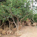 臨沂12公分石榴樹價格,8公分石榴樹產地