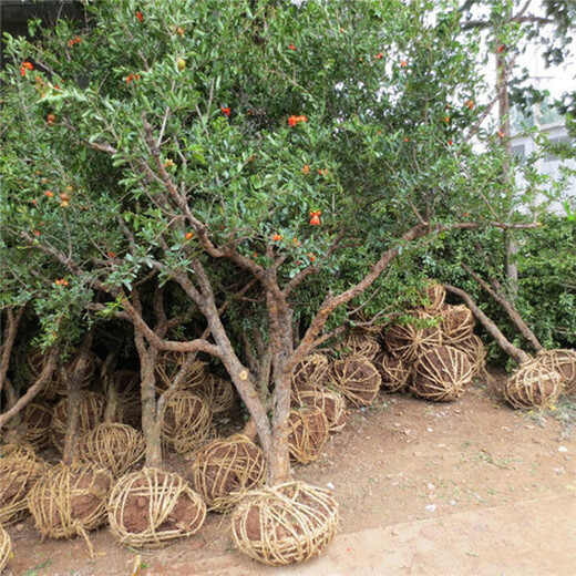 广州10公分石榴树12公分石榴树价格,8公分石榴树产地