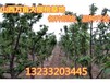 扬州12公分大樱桃树量大从优,10公分樱桃树价格
