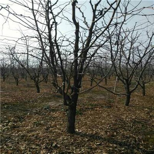 重庆璧山15公分梨树质量可靠