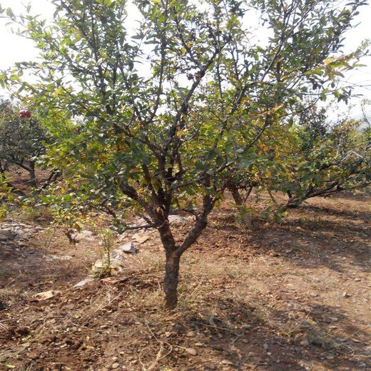 长沙10公分石榴树12公分石榴树价格,8公分石榴树产地