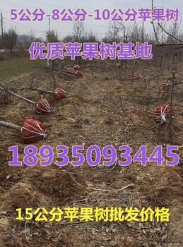 山西优质苹果树供应8公分苹果价格+新10公分苹果树价格+占地苹果树价格