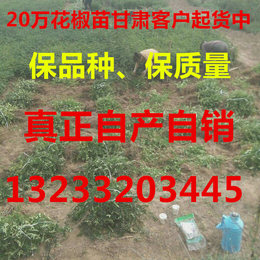 花椒树苗多少钱今年大红袍花椒苗价格