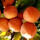 青岛8公分甜柿子树10公分柿子树价格,12公分柿子树报价产品图