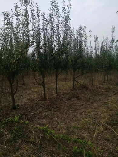 湘潭销售10公分李子树价格,5公分李子树产地