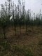 8公分李子树5公分李子树产地,蚌埠供应10公分李子树价格产品图