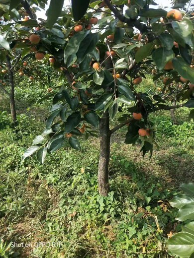 台州10公分柿子树价格规格