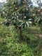 台州10公分柿子树价格规格产品图