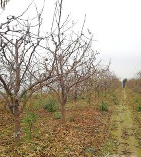 酥梨18-20公分梨树,山东枣庄15公分梨树质量可靠