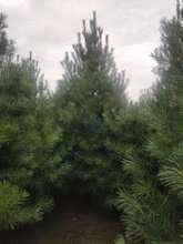 5米白皮松4米5白皮松,南通5米白皮松4米白皮松价格图片
