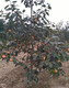 15公分柿子树图