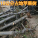 今年占地苹果树报价8-10-15公分占地苹果树产地批发价格