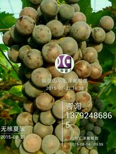 山东特早熟早夏无核优质嫁接葡萄苗销售图片