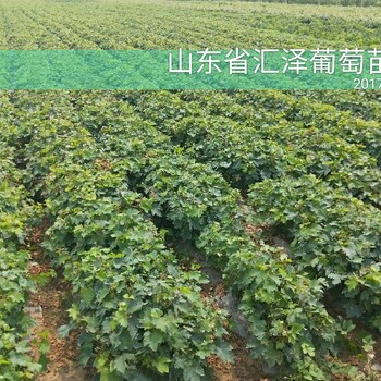 山東大澤山甬尤1號葡萄苗價格