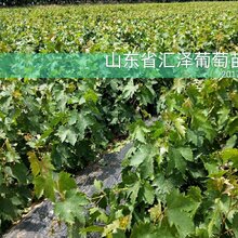 山东供应大果高产中熟葡萄藤稔嫁接苗图片