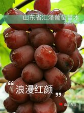安徽销售大粒红色新品种葡萄浪漫红颜葡萄苗价格图片