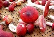 万春寨特产城菇中之王——野生红菇，李时珍称它“益寿菇”！