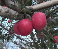 苹果陕西洛川优质绿色红富士