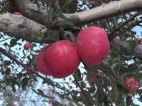 苹果陕西洛川绿色红富士图片0