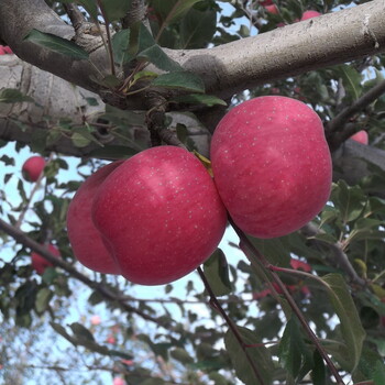 苹果陕西洛川绿色红富士