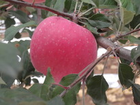 苹果陕西洛川绿色红富士图片1