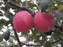 苹果陕西洛川绿色红富士图片3