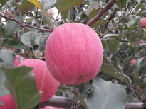 苹果陕西洛川绿色红富士图片5