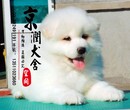 锤系小德牧好养吗锤系德国牧羊犬能参加比赛吗图片