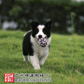 帅气边境牧羊犬,七白到位,黑白,咖啡,陨石的都有