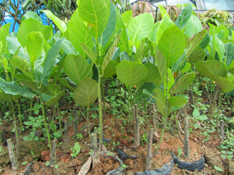 灵山县,武利镇,百果王果苗种植场,主营各种南方果树苗.