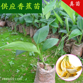 東莞果苗批發(fā)基地，品種