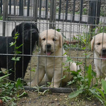 深圳买宠物狗扬帆犬舍养殖签购犬协议