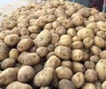 土豆批發神池土豆晉薯16號4兩起步個大皮薄營養豐富
