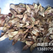五角枫种子价格一览表图片