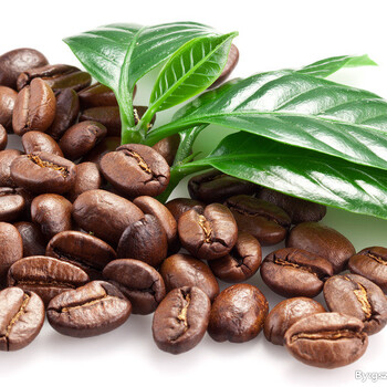 昆明咖啡豆,昆明咖啡豆哪家好,昆明咖啡公社供
