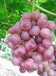 葡萄专用营养光碳肥不含激素纯物理制剂