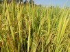 水稻加快分蘖促生长壮秧苗水稻专用光碳肥