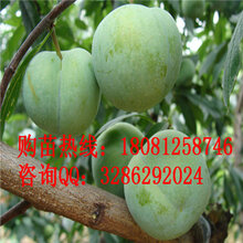 嫁接青脆李苗,嫁接青脆李苗基地,嫁接青脆李苗批发图片