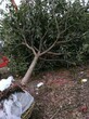 供应河南园博园13公分全冠枇杷树，移栽枇杷树图片