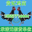 清镇882鸡苗是什么品种图片