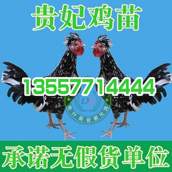 毕节2000只火鸭的养殖成本